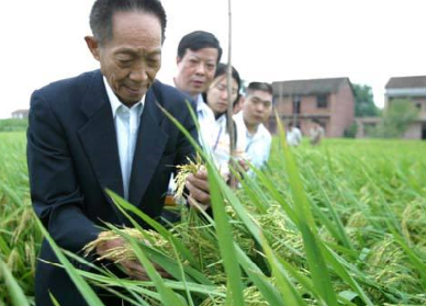 袁隆平超級(jí)雜交水稻畝產(chǎn)1149.02公斤，破世界紀(jì)錄！